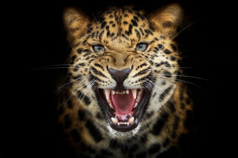 predator leopard black background photoshop anger cat