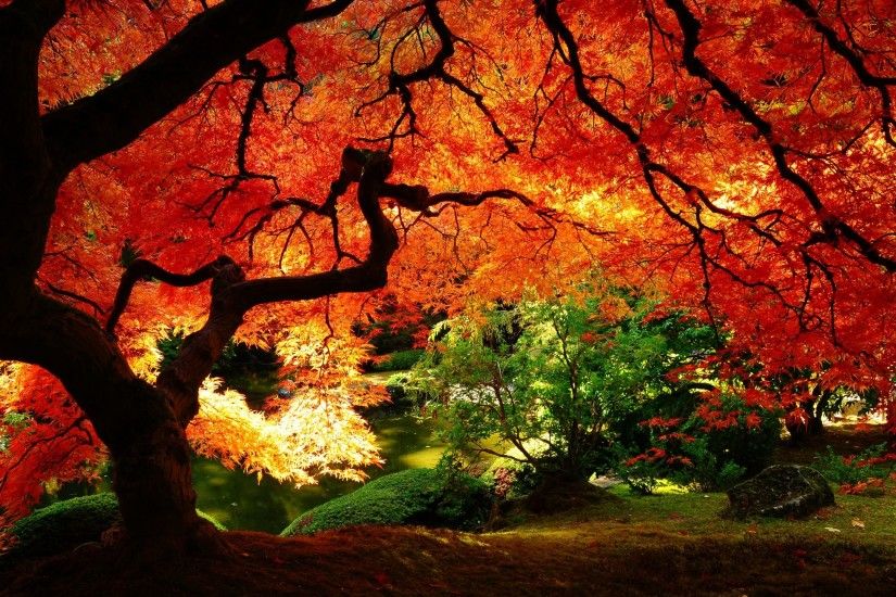 ... Erable Japonais Rouge Wallpaper Hd Japanese Garden Trees Autumn ...