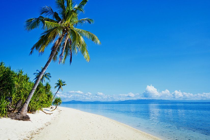 Tropical Beaches With Palm Trees S Wallpaper Desktop Background