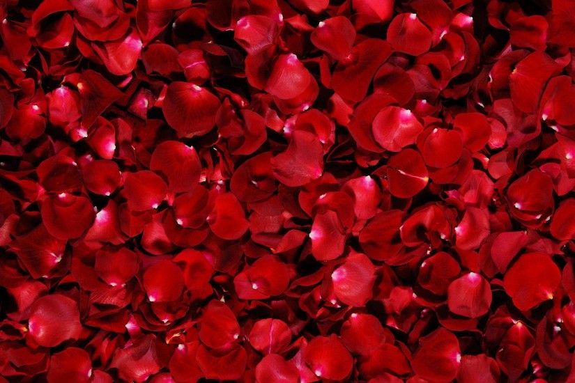 red petal flower HD wallpapers