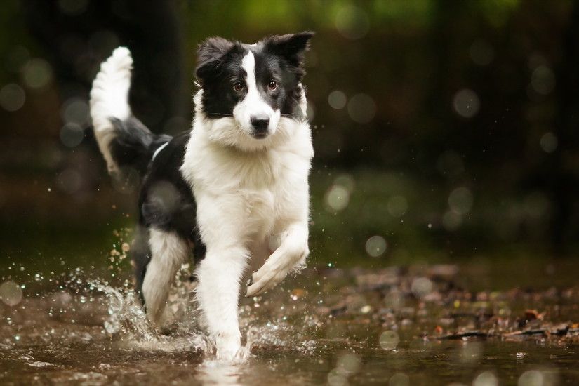 Photo Border Collie Dogs Spray Water Animals