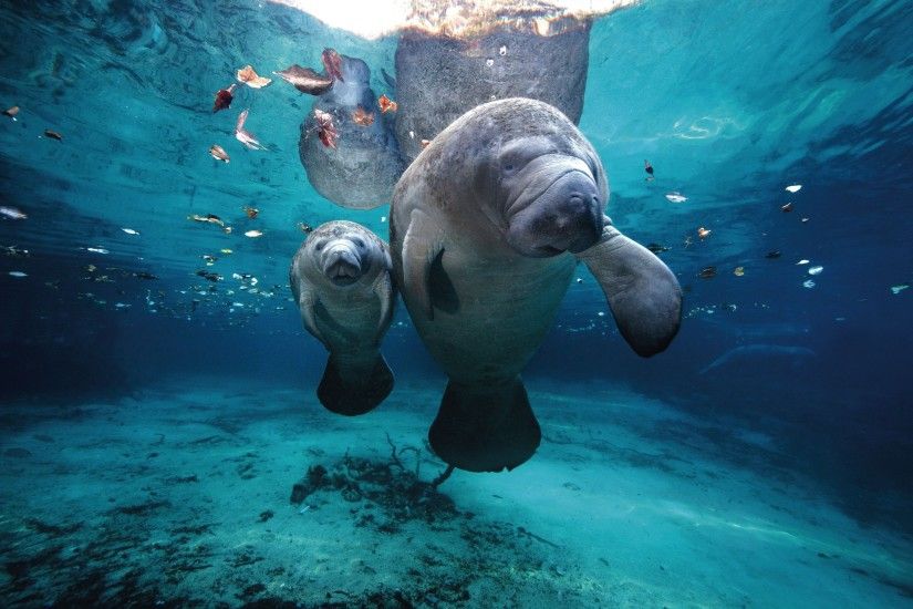 Ocen Life Under Water Sea Animal - New HD Wallpapers