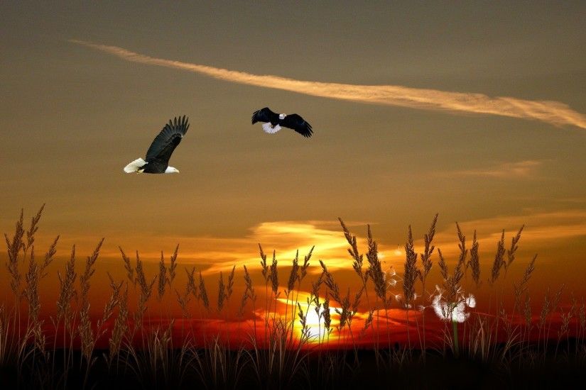 Autumn Dandelion Country Northwest Pacific Sunset Field Sky Clouds Fall  Farm Eagles Grass Sunrise Desktop Wallpaper