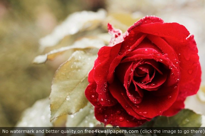 Beautiful Red Rose 4K HD wallpaper