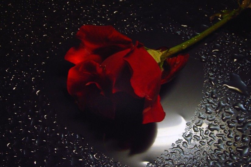Red Roses With Water Drops With Black Background