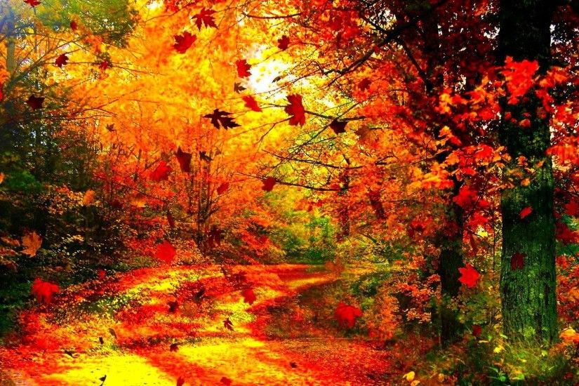 Tree Tag - Tree Leaf Fall Seasons Forest Nature Landscape Leaves Season  Autumn Color Wallpaper Beauty