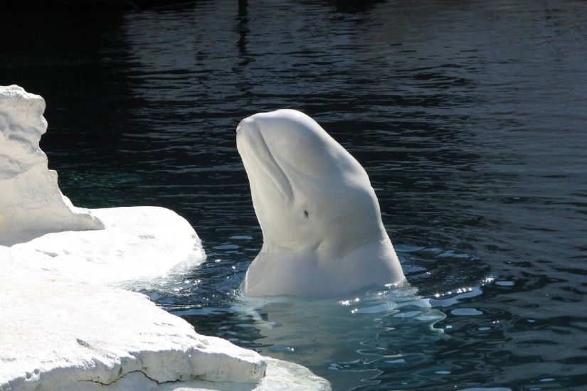 Beluga Whale Wallpaper For Computer