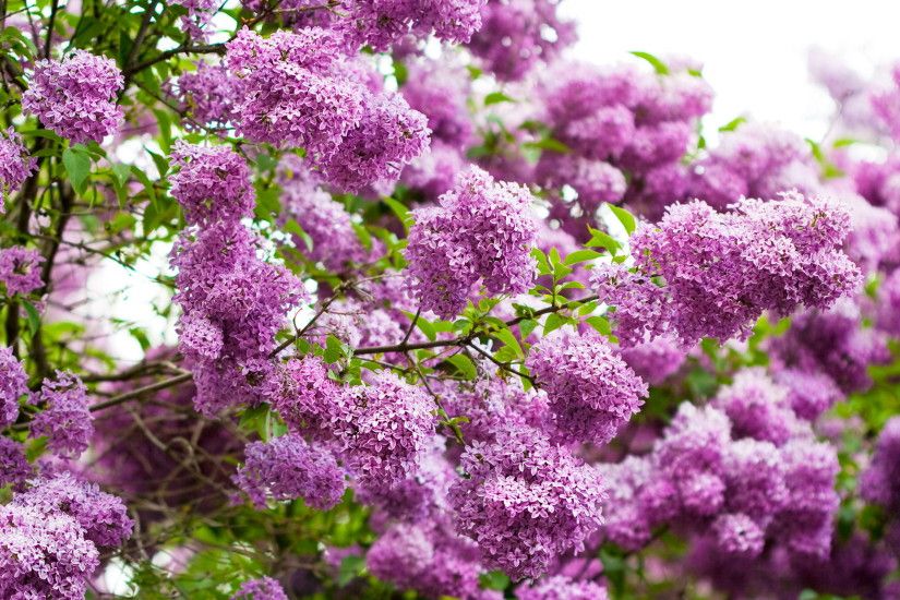 Awesome, Lilac, Flower, High, Definition, Wallpaper, Wide, Photos,