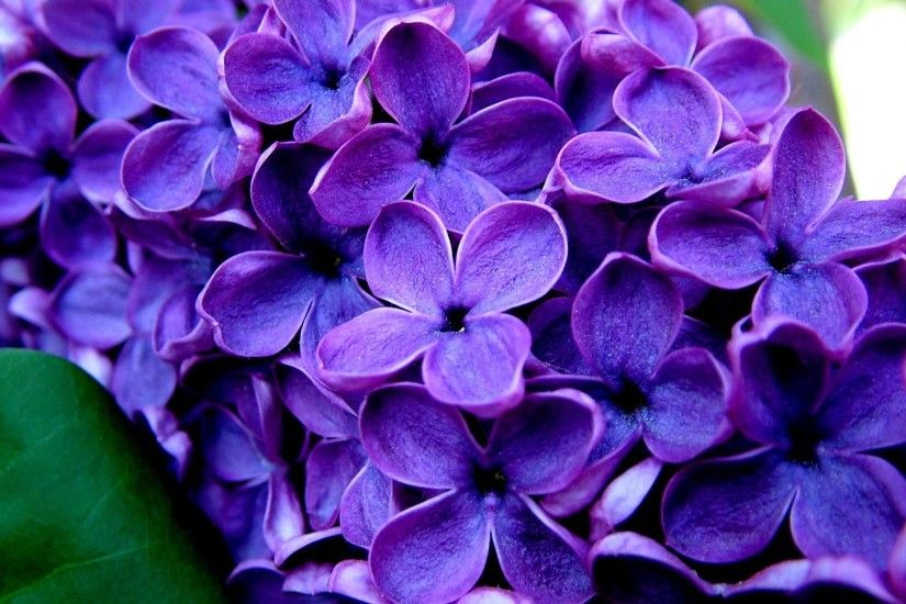 Purple Flower Wallpapers Images