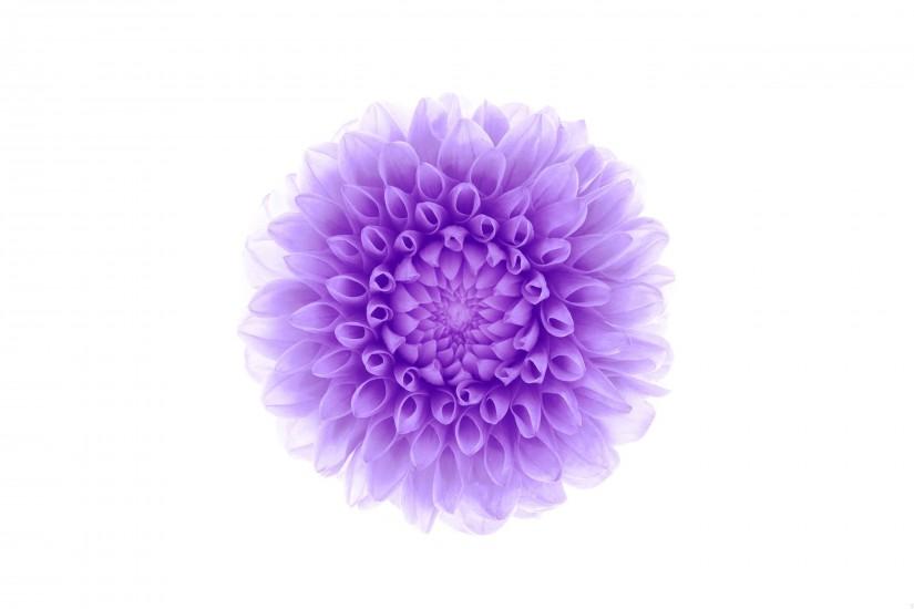 White background purple flower wallpaper | 2880x1800 | 708334 | WallpaperUP