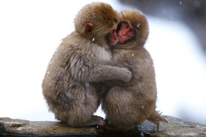 2560x1440 Funny Monkey Pictures Wallpapers Wallpaper | HD Wallpapers |  Pinterest | Funny monkeys and Wallpaper