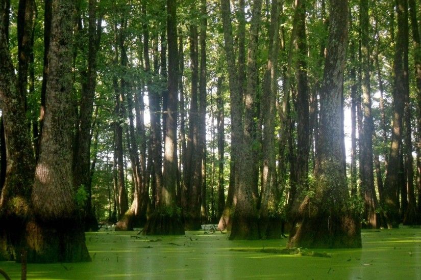 Beautiful Mississippi swamp I worked in this summer
