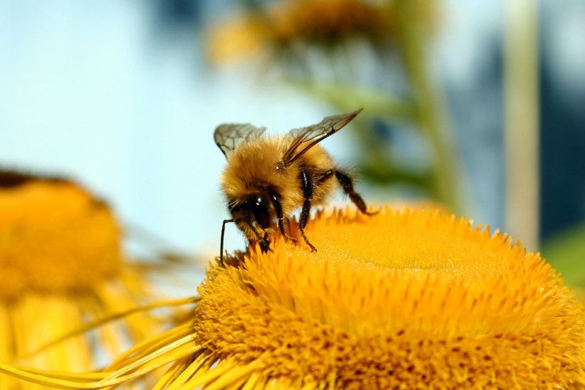 Honey Bee Desktop Wallpaper 10642