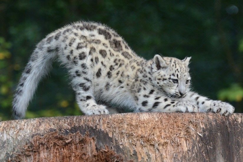 Snow Leopard | snow leopard cub wallpaper