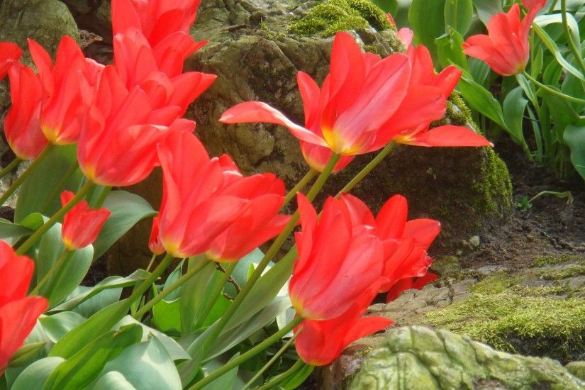 Red Tulips Wallpaper Flowers Nature Wallpapers