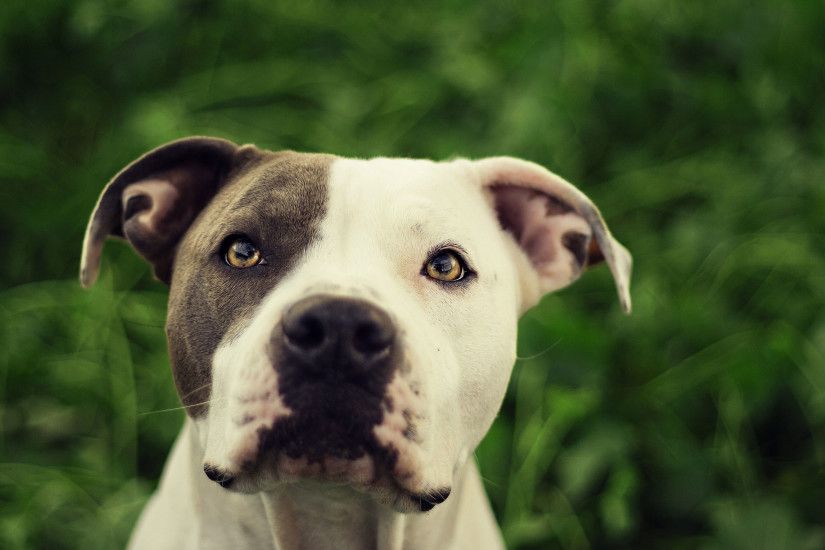 pitbull dog wallpaper - ÎÎ½Î±Î¶Î®ÏÎ·ÏÎ· Google | pitbull dogs | Pinterest |  Pitbull, Dog wallpaper and Dog