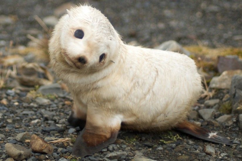 Baby Seal Wallpaper Seals Animals Wallpapers