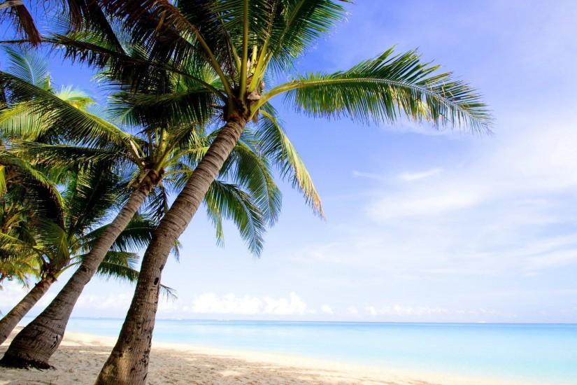 Palm Tree Wallpapers HD Pictures Live Wallpaper HQ 1920x1080