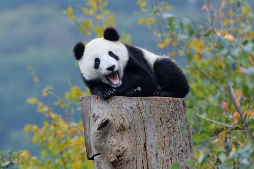 Baby Panda Wallpaper Free Free Download Wallpapers Background 1920x1200 px  247.80 KB Animal For Android Tumblr