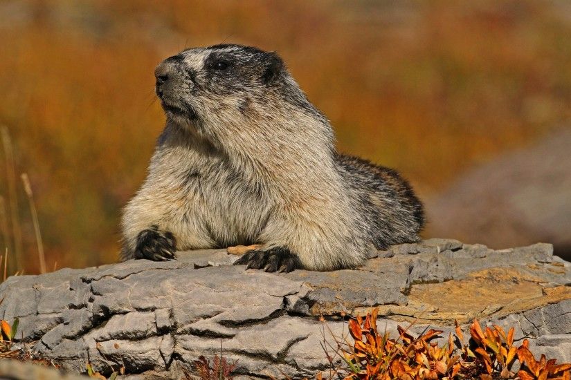 groundhog, pose, marmot,wild life, dangerous, rodent, a free,