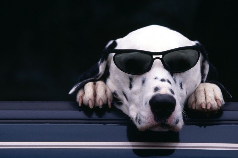 Preview wallpaper dalmatian, face, sunglasses, dog 1920x1080