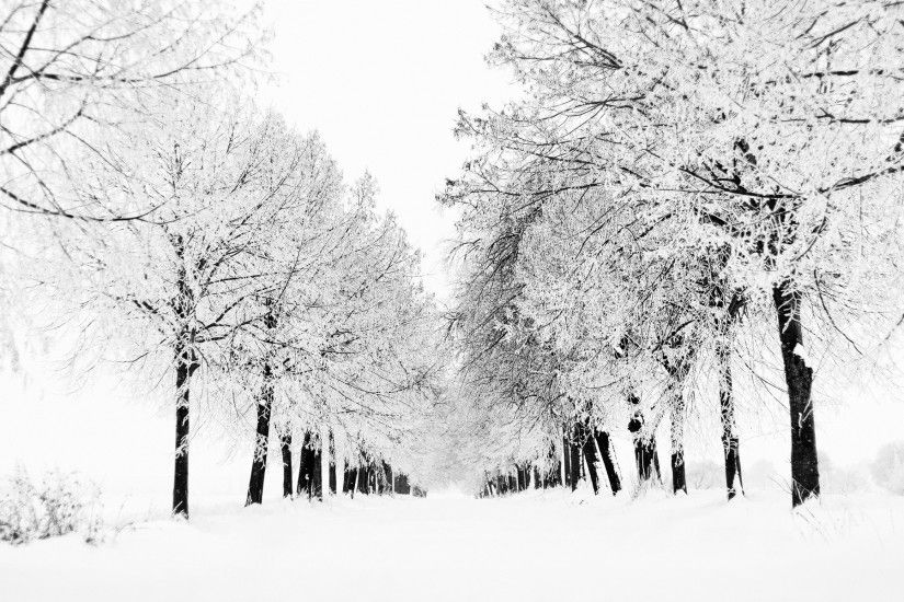 Wallpaper Â· Winter landscape with trees ...