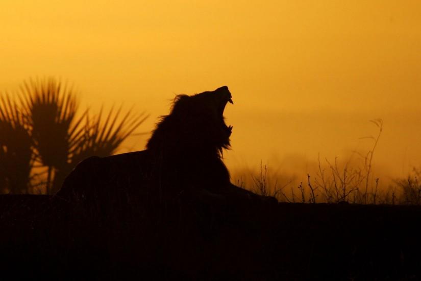 hd pics photos stunning attractive african lion 14 hd desktop background  wallpaper