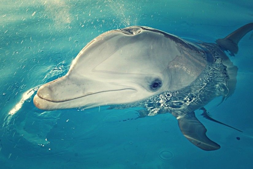 Animal - Dolphin Cute Wallpaper
