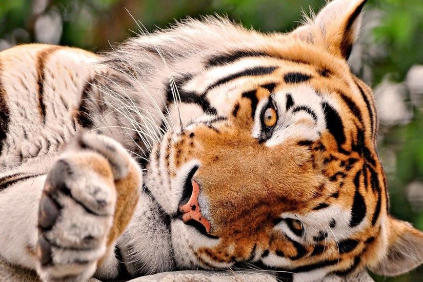 Save the tigers before they are silenced forever. | Tigers, Bengal tiger  and Bengal