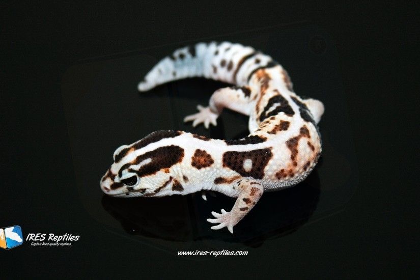 Morph Gecko