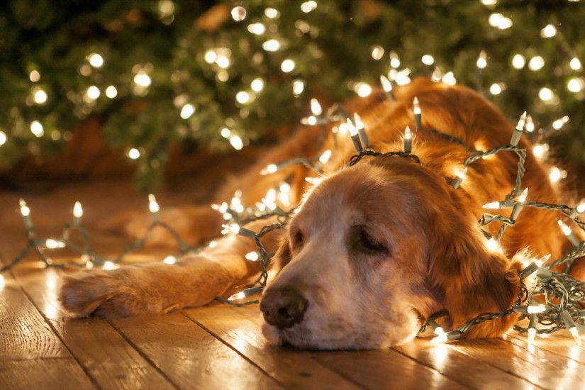 christmas new year lights bright animals dogs humor funny wallpaper