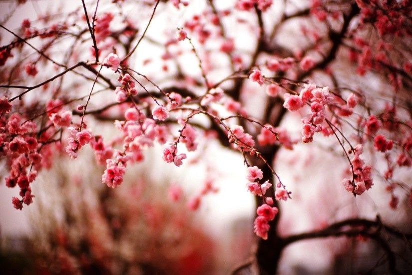 cherry blossom wallpaper night wallpapers mobile