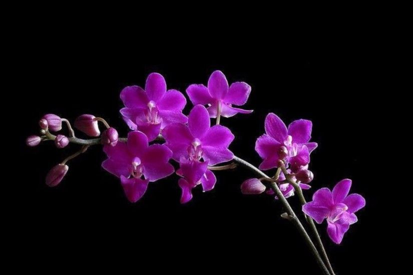 Purple 4K Orchids Wallpapers