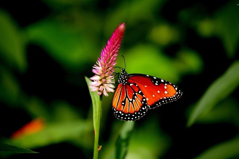 ... Free Butterfly Backgrounds Â« Long Wallpapers ...