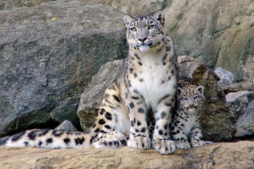 Clouded Leopard HD Wallpapers Backgrounds Wallpaper