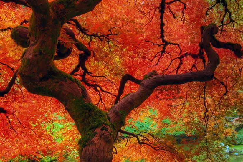 most popular fall wallpapers 2048x2048 for mac