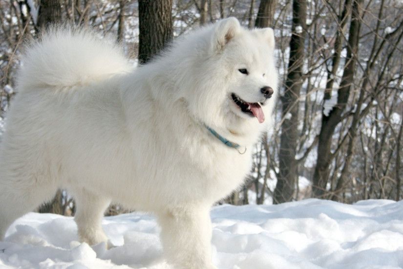 hd pics photos cute white fluffy pomeranian dog polar snow ice winter hd  quality desktop background
