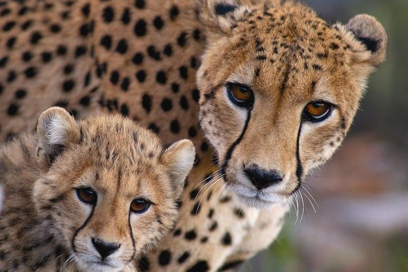 cheetah desktop wallpaper