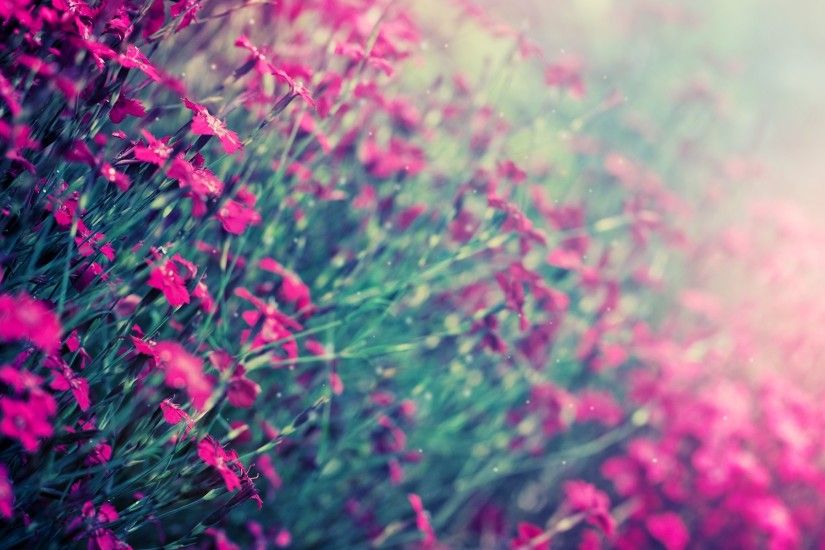 Pink Field Flowers