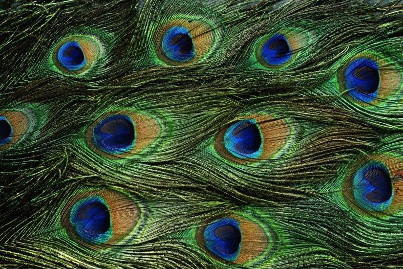 Animals For > Peacock Feathers Background Hd