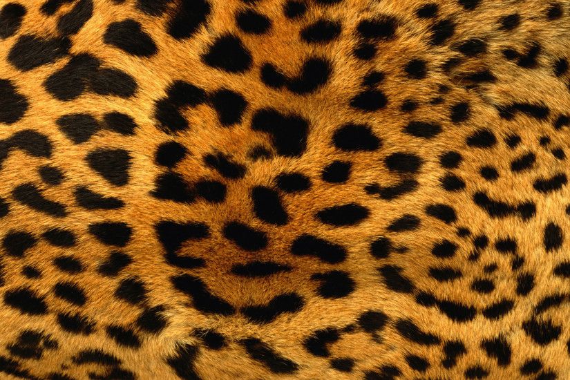 black leopard print wallpaper. Â«Â«