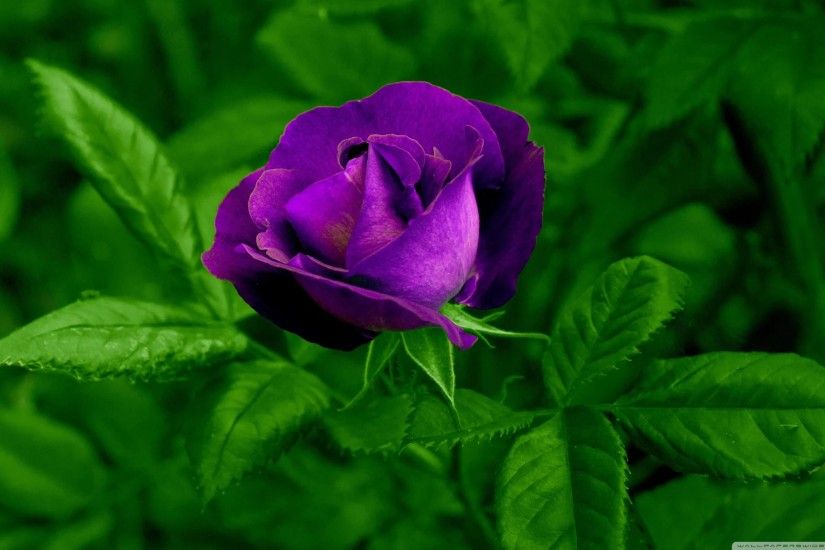 ... Purple Rose Background ...