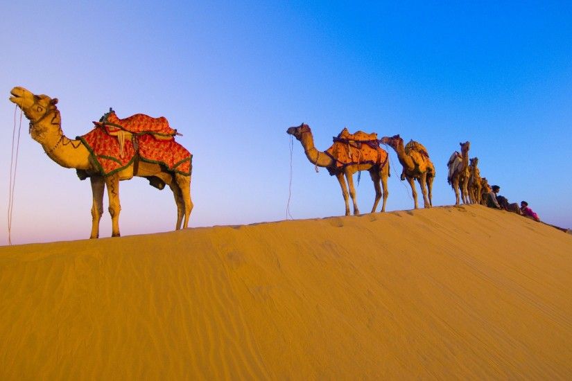 Rajasthani Camel in Desert HD Wallpaper