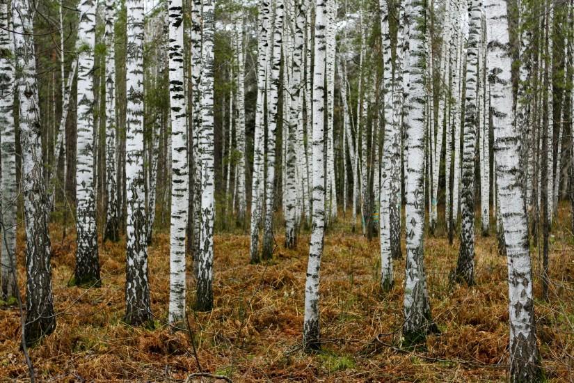 birch-tree-wallpaper