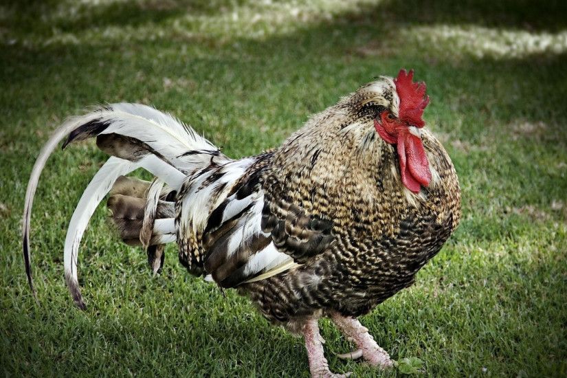 1920x1080 Wallpaper rooster, feathers, grass, walk
