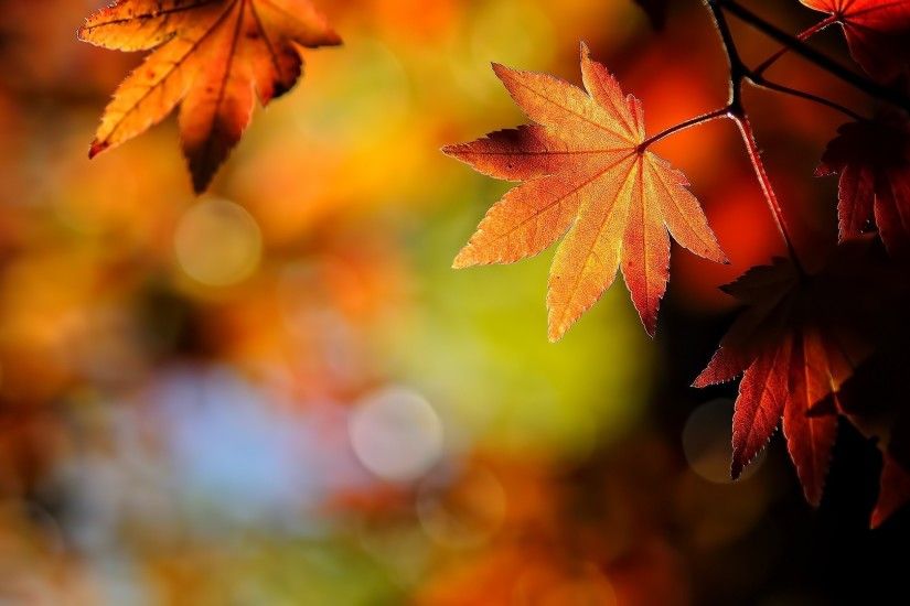 Wallpapers For Fall Leaves Desktop Background Hd