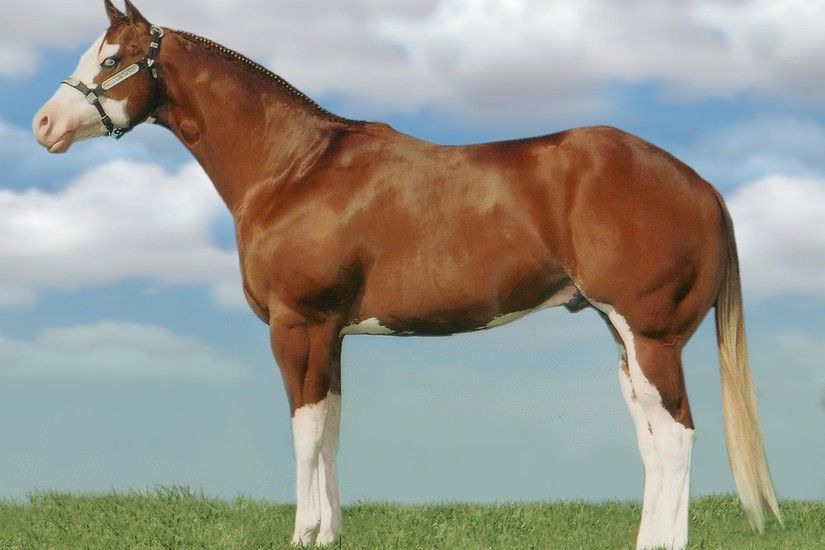 American Paint Horse background