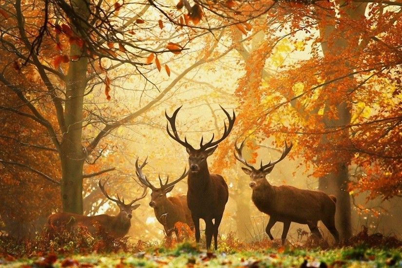 autumn-forest-wallpaper-hd-background-for-desktop-01