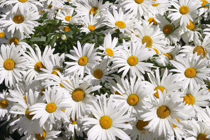 361 Daisy HD Wallpapers | Backgrounds - Wallpaper Abyss ...