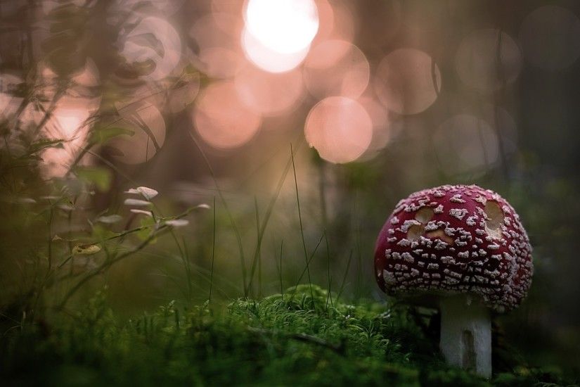 mushroom-vw.jpg